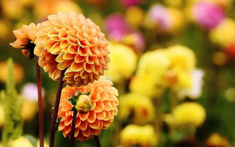 Flower Garden Ornaments