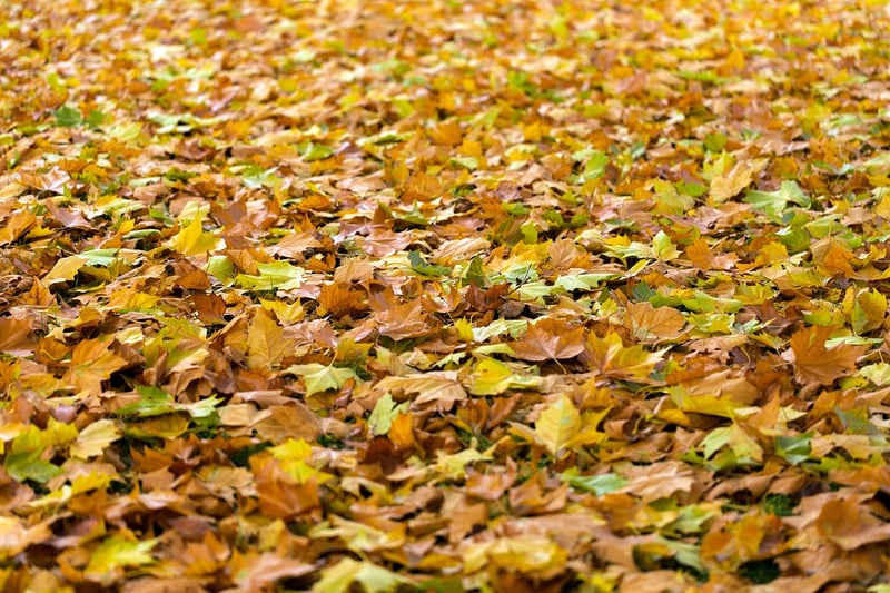 Foliage Textures
