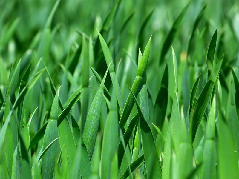Greenery Close-ups