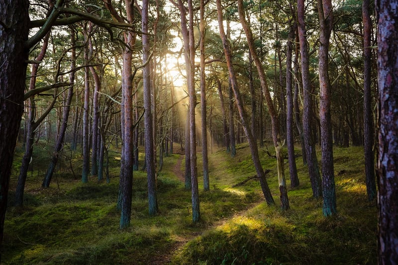 Forest Creatures