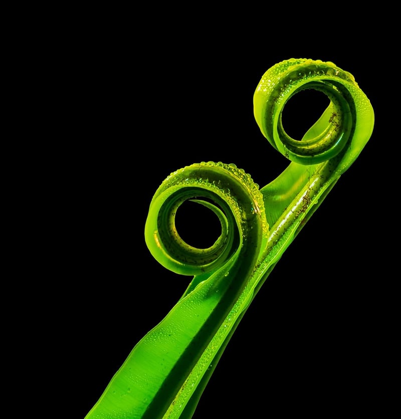 Repetitive Plant Design