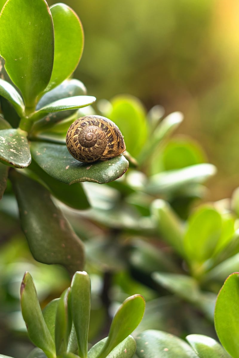 Leaf